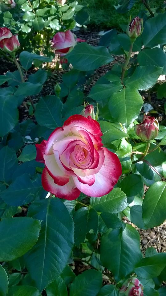 A Walk to the Rose Garden